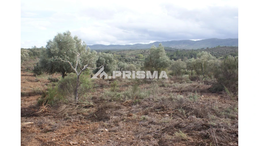 Terreno para Venda em Penamacor Foto 5