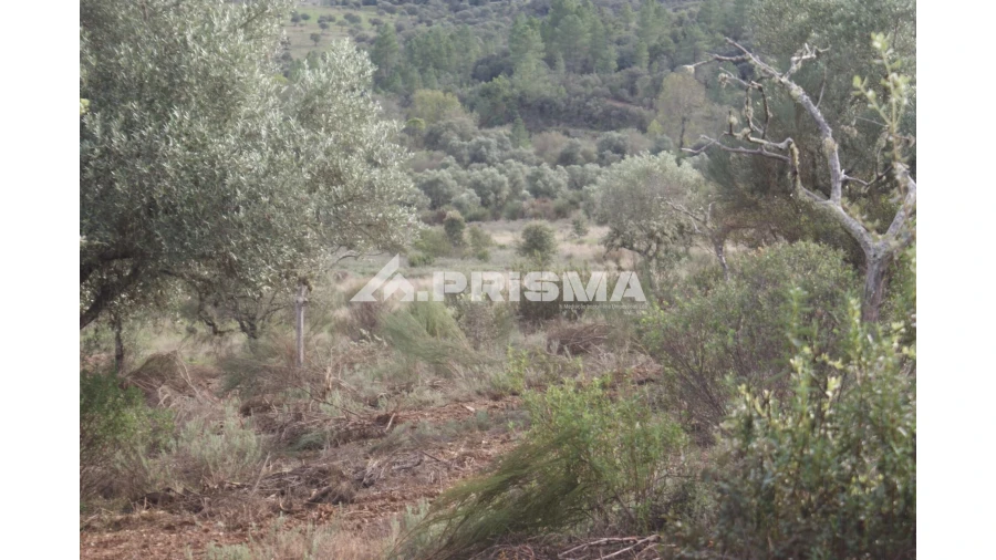 Terreno para Venda em Penamacor Foto 3