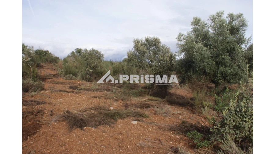 Terreno para Venda em Penamacor Foto 6