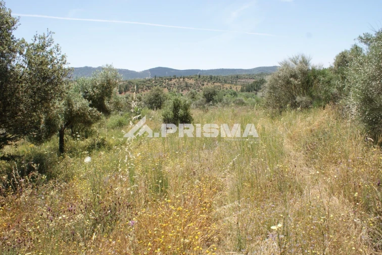 Terreno para Venda em Penamacor Foto 11