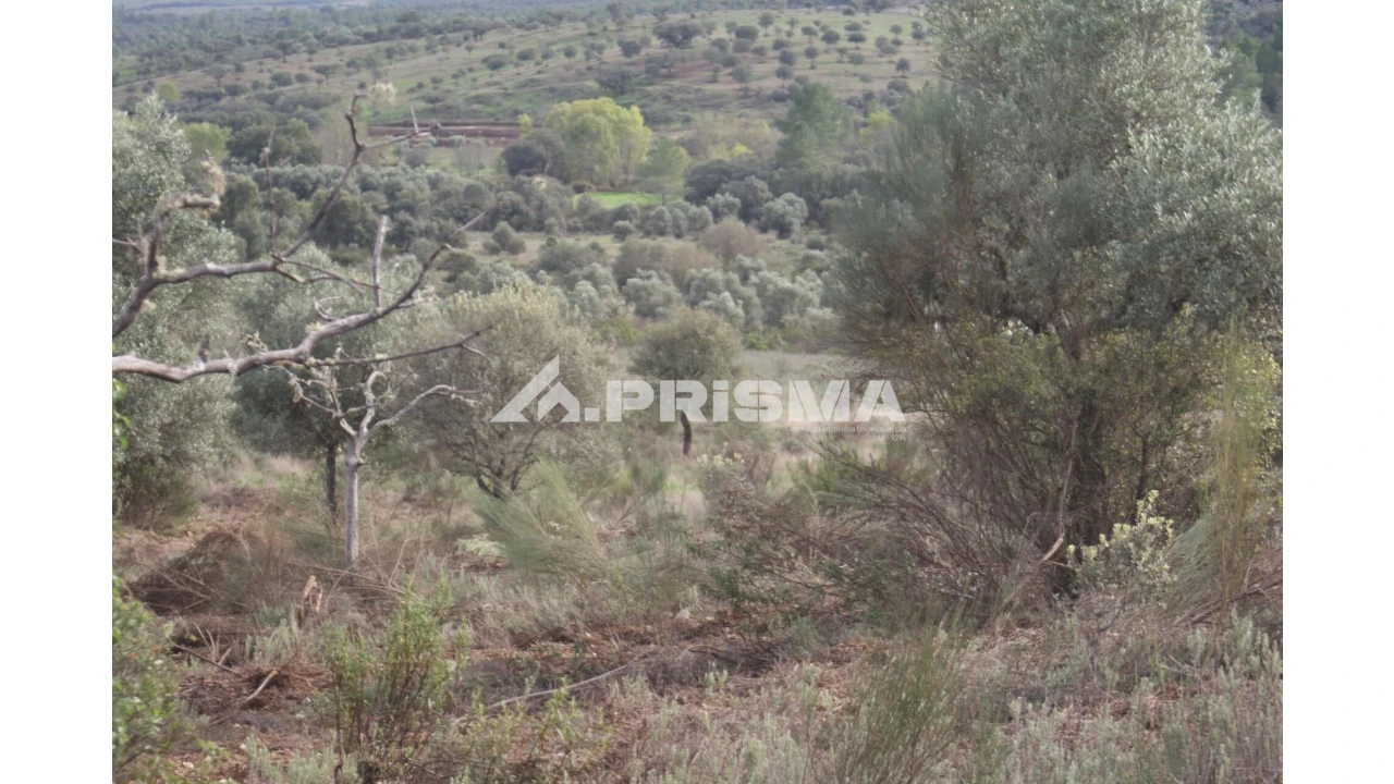 Terreno para Venda em Penamacor Foto 4