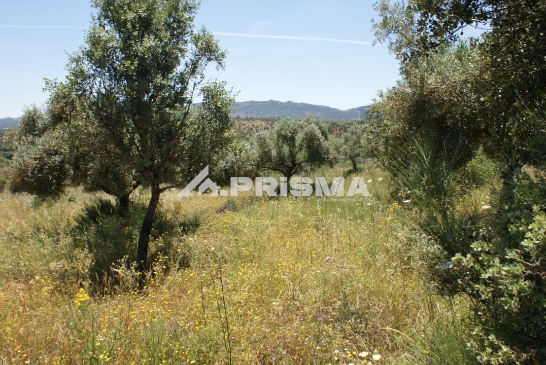 Terreno para Venda em Penamacor Foto 13