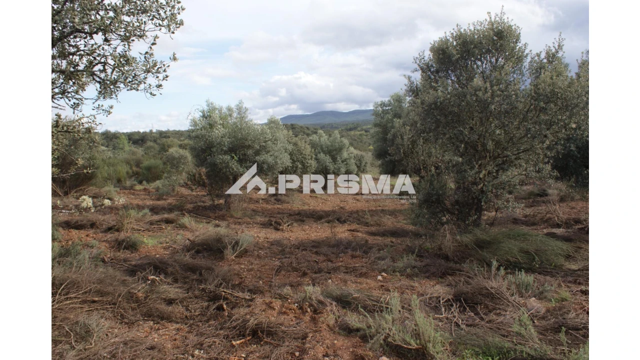 Terreno para Venda em Penamacor Foto 1