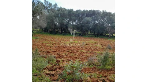 Terreno para Venda em Quelfes