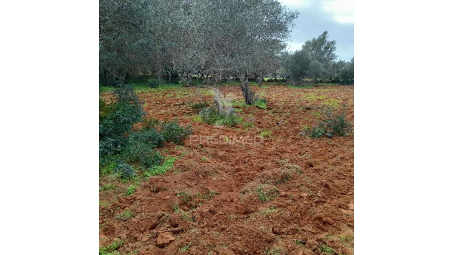 Terreno para Venda em Quelfes Foto 5