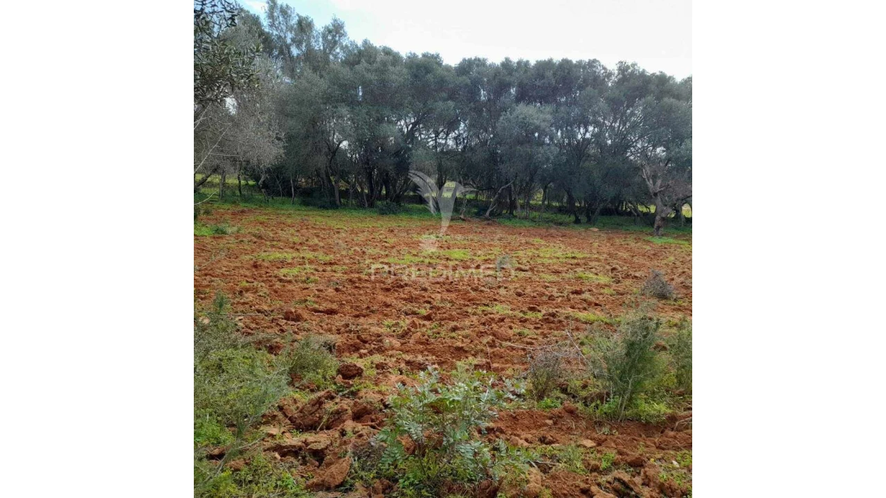 Terreno para Venda em Quelfes Foto 6