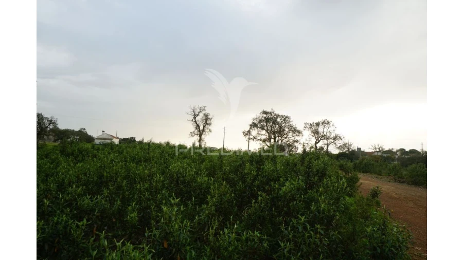 Terreno para Venda em São Francisco da Serra Foto 12