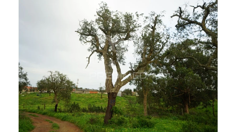 Terreno para Venda em São Francisco da Serra Foto 13