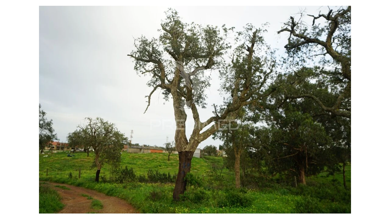 Terreno para Venda em São Francisco da Serra Foto 13