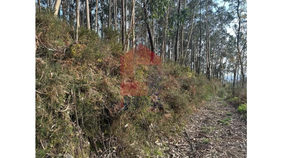 Terreno para Venda em Marrancos e Arcozelo Foto 18