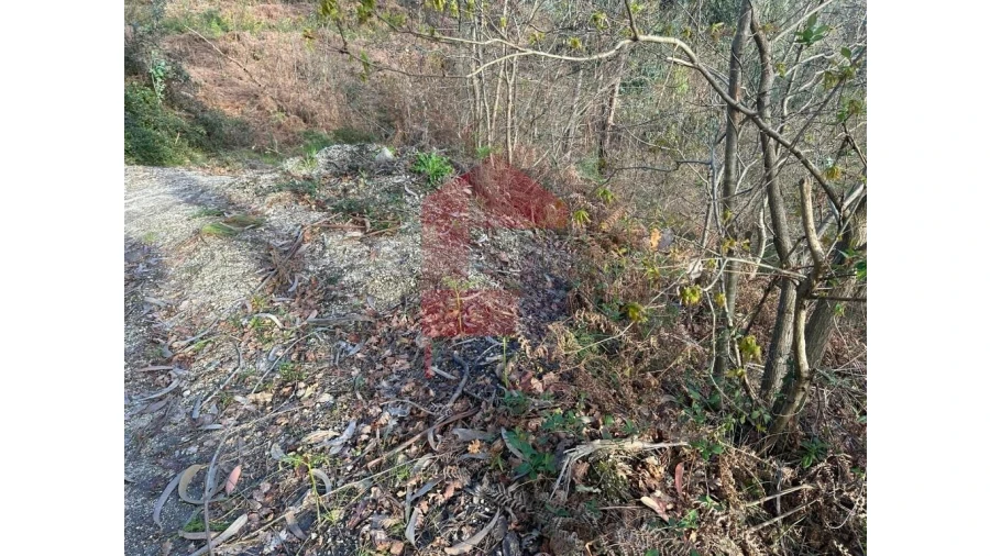 Terreno para Venda em Marrancos e Arcozelo Foto 29