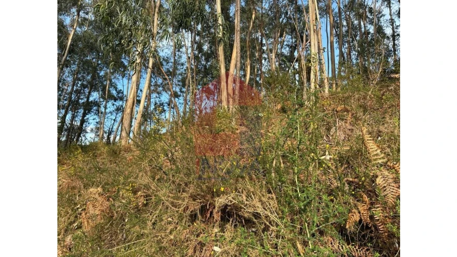 Terreno para Venda em Marrancos e Arcozelo Foto 8