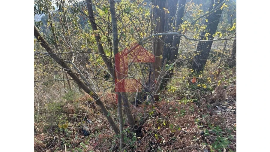 Terreno para Venda em Marrancos e Arcozelo Foto 24