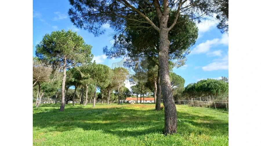 Quinta T4 para Venda em Grândola e Santa Margarida da Serra Foto 3