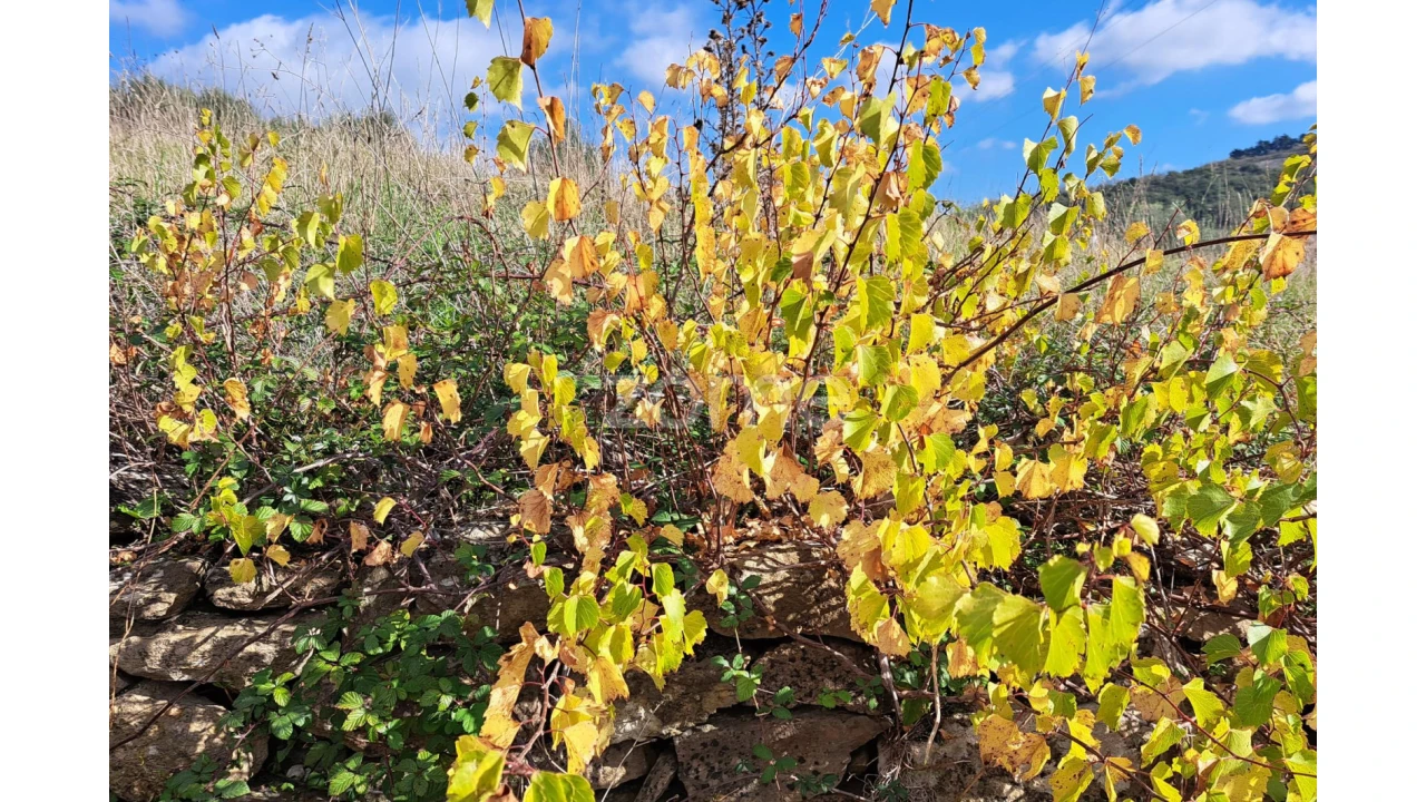 Terreno para Venda em Batalha Foto 6