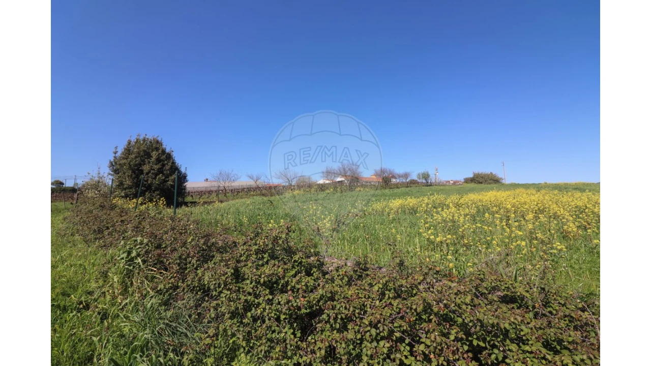 Terreno para Venda em Ventosa Foto 19