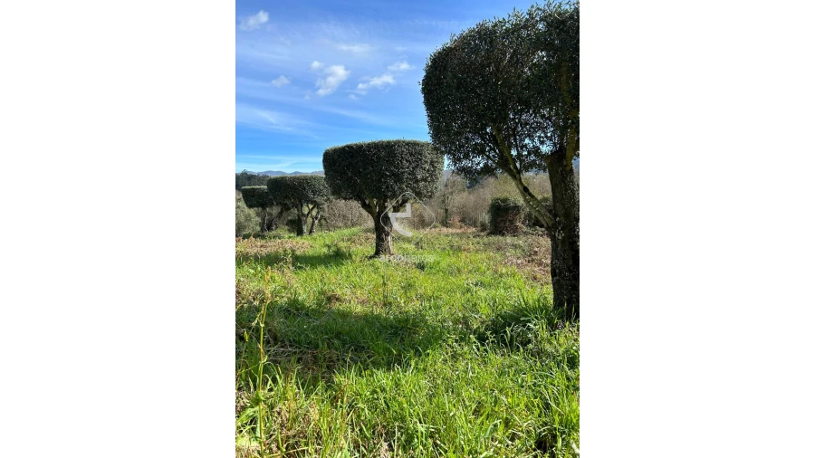 Terreno para Venda em Portela e Extremo Foto 10