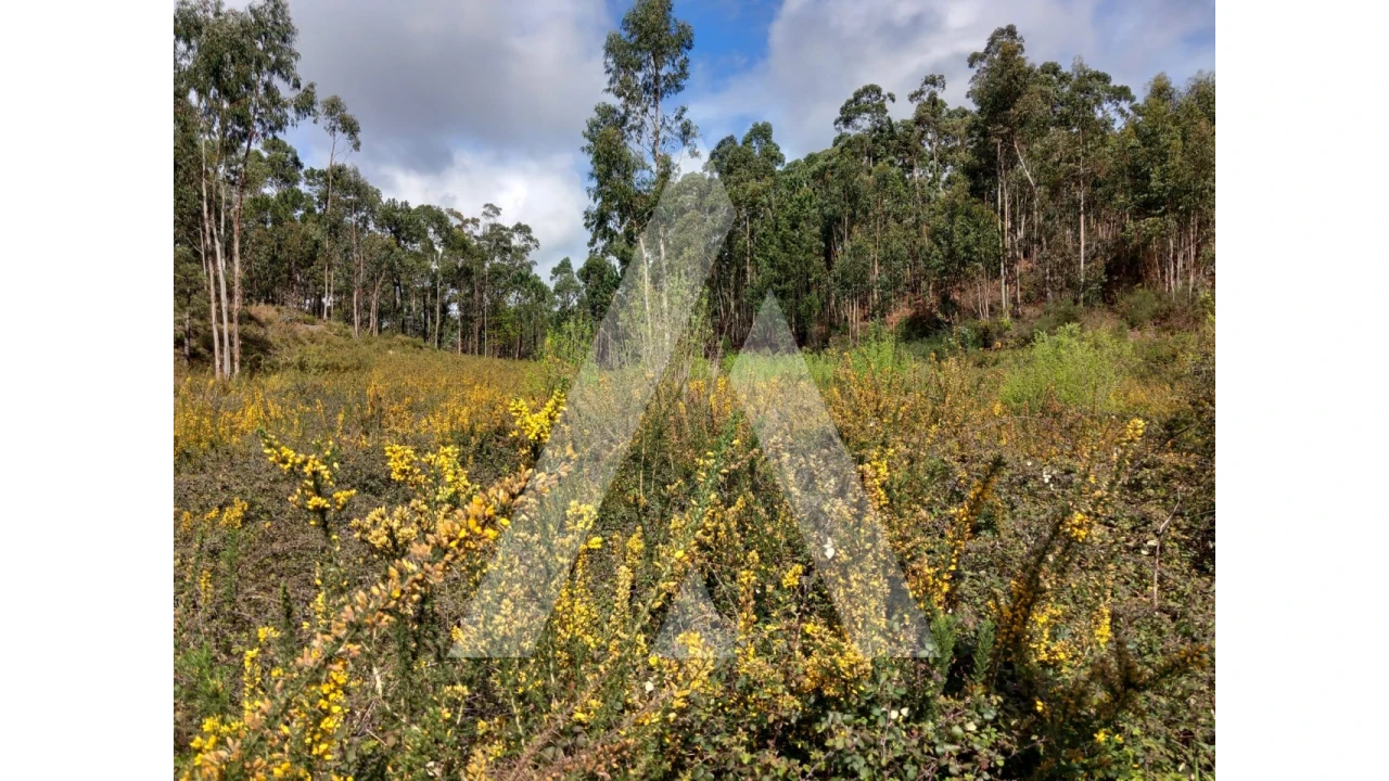 Terreno para Venda em Cesar Foto 3