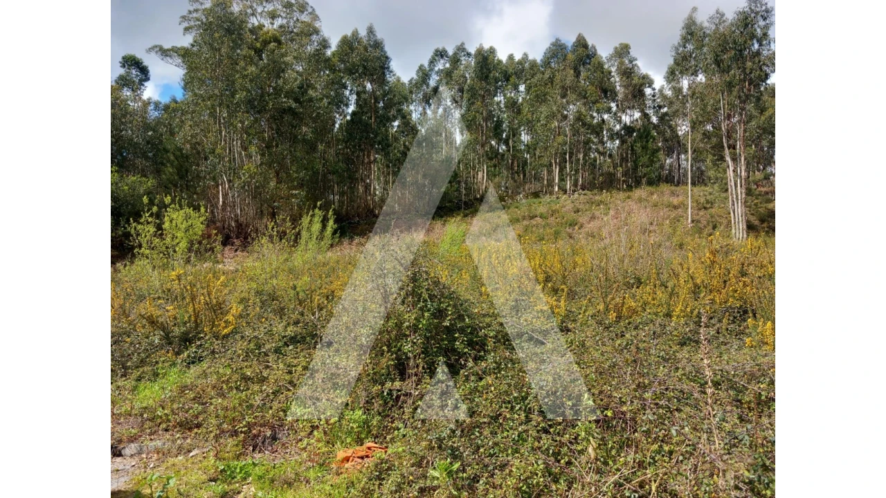 Terreno para Venda em Cesar Foto 6