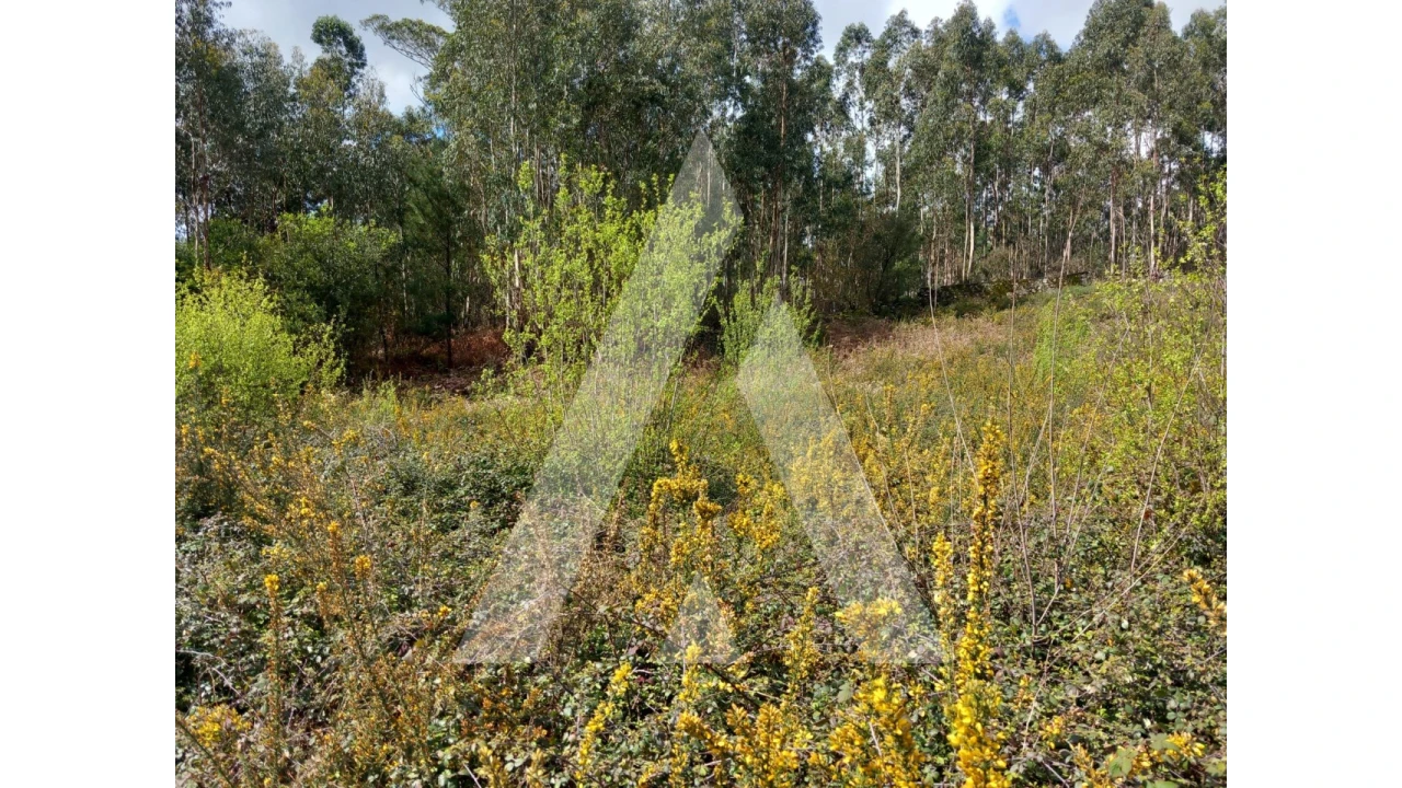 Terreno para Venda em Cesar Foto 10