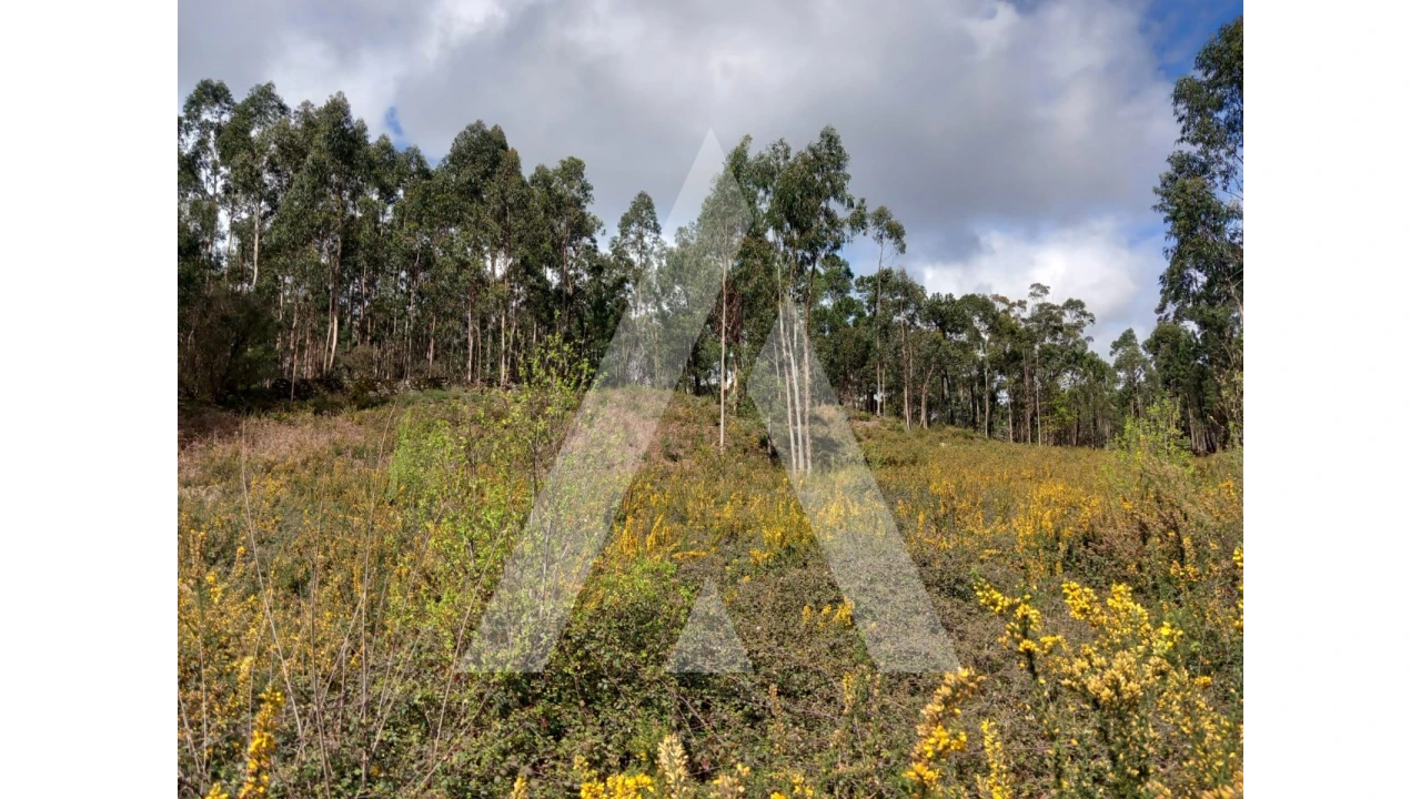 Terreno para Venda em Cesar Foto 11