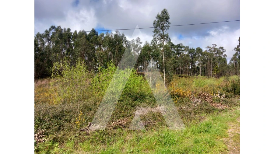 Terreno para Venda em Cesar Foto 1