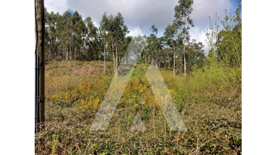 Terreno para Venda em Cesar Foto 8