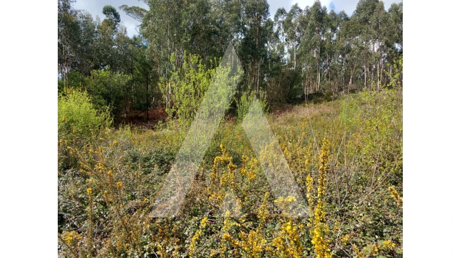 Terreno para Venda em Cesar Foto 10