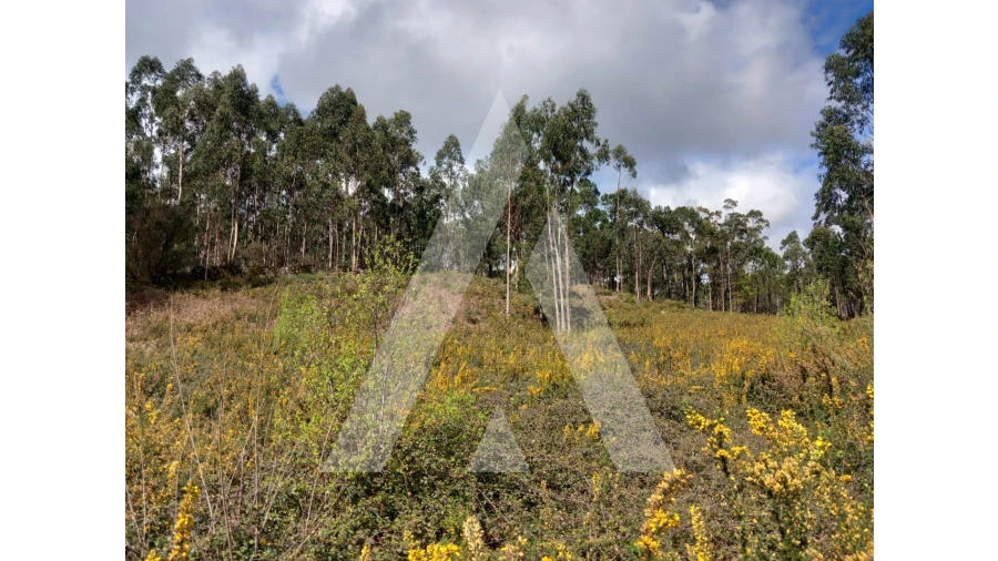Terreno para Venda em Cesar Foto 11