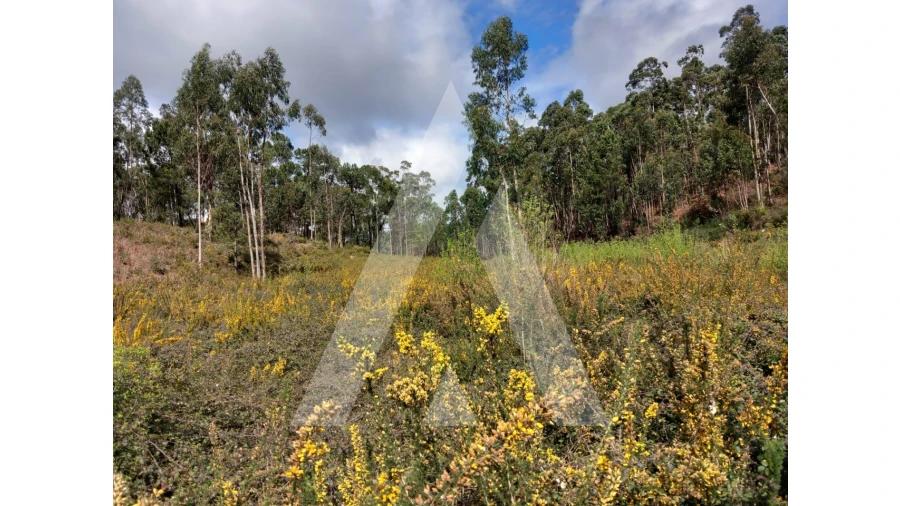 Terreno para Venda em Cesar Foto 12