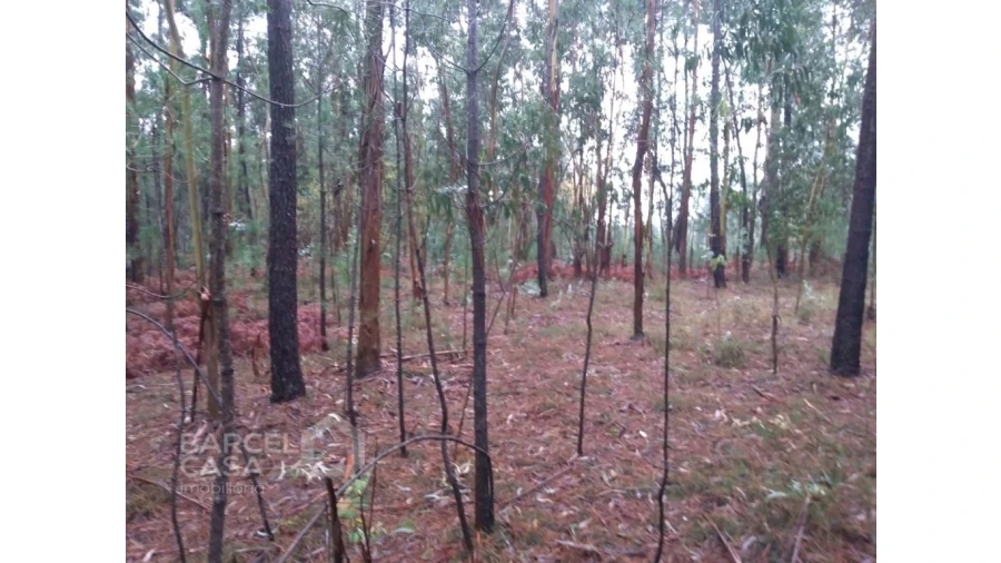 Terreno Agricola ou Rústico para Venda em Remelhe Foto 3