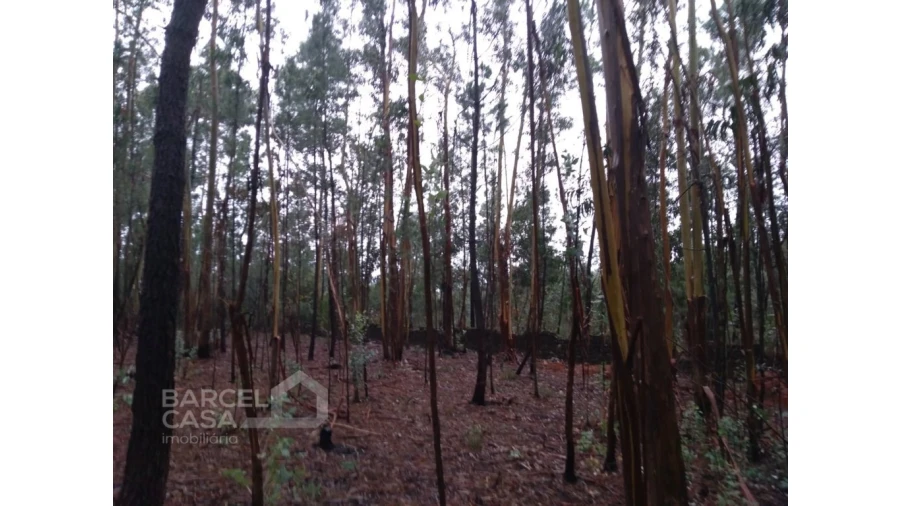 Terreno Agricola ou Rústico para Venda em Remelhe Foto 5