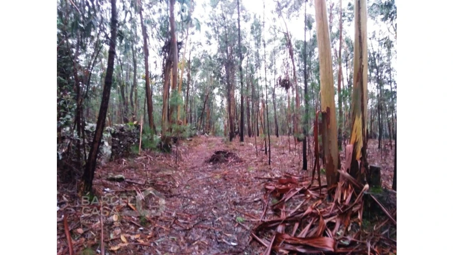 Terreno Agricola ou Rústico para Venda em Remelhe Foto 6