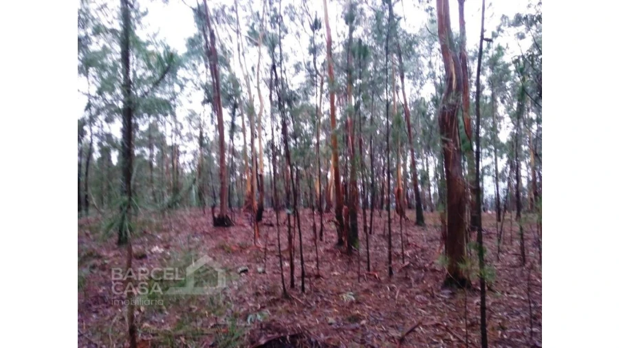 Terreno Agricola ou Rústico para Venda em Remelhe Foto 7