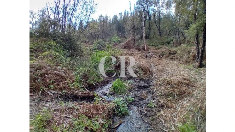 Terreno para Venda em Campelo Foto 2