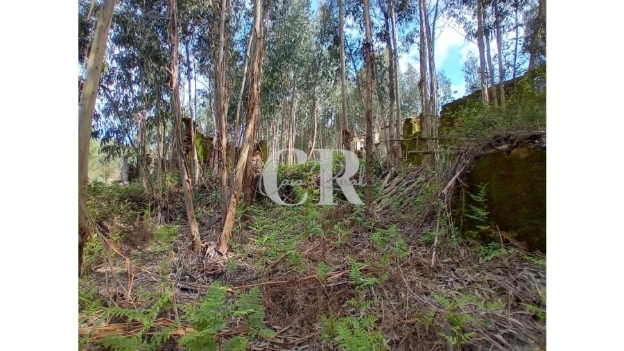 Terreno para Venda em Campelo Foto 22