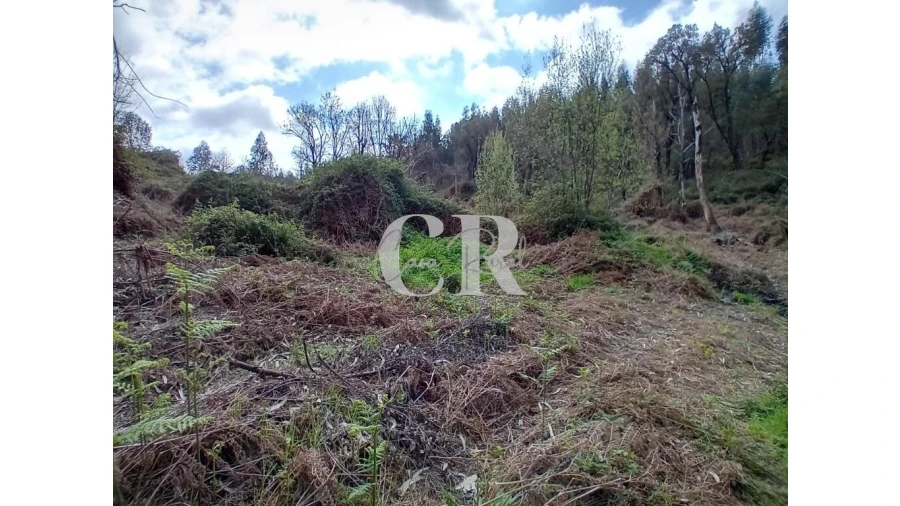 Terreno para Venda em Campelo Foto 7