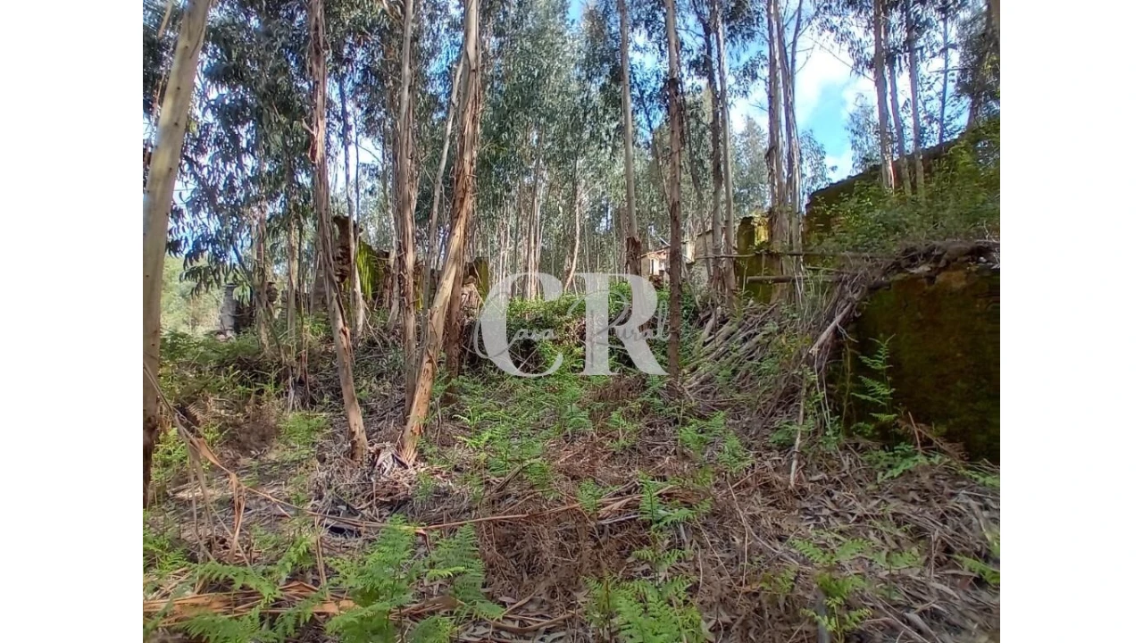 Terreno para Venda em Campelo Foto 22