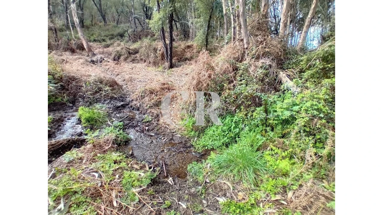 Terreno para Venda em Campelo Foto 6