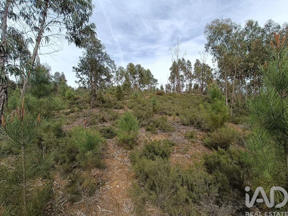 Terreno para Venda em Graça Foto 18