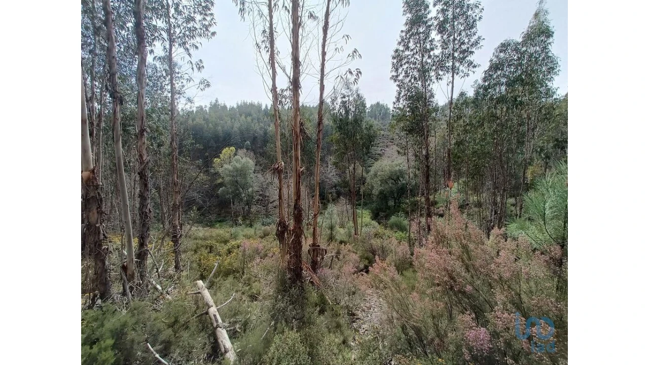Terreno para Venda em Graça Foto 3