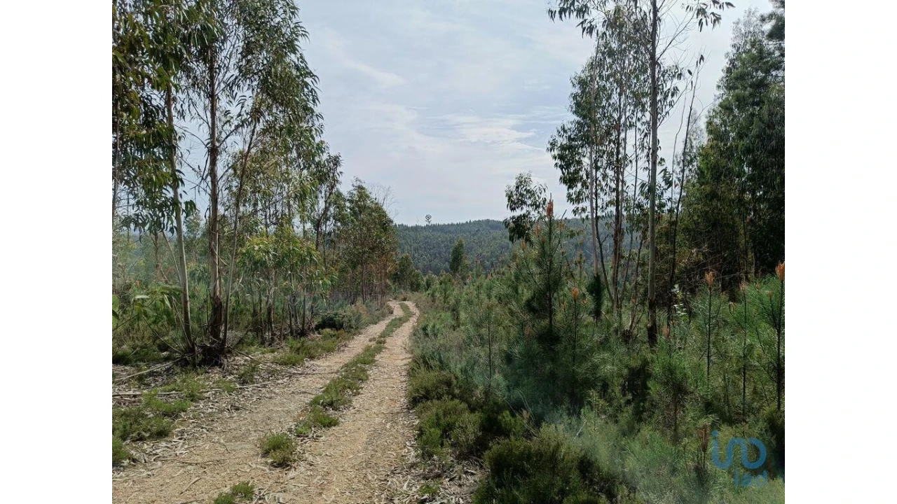 Terreno para Venda em Graça Foto 10