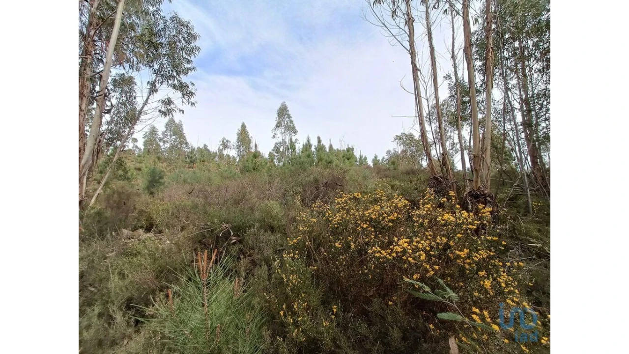 Terreno para Venda em Graça Foto 5