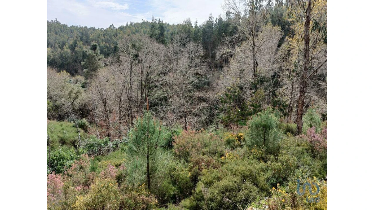 Terreno para Venda em Graça Foto 11