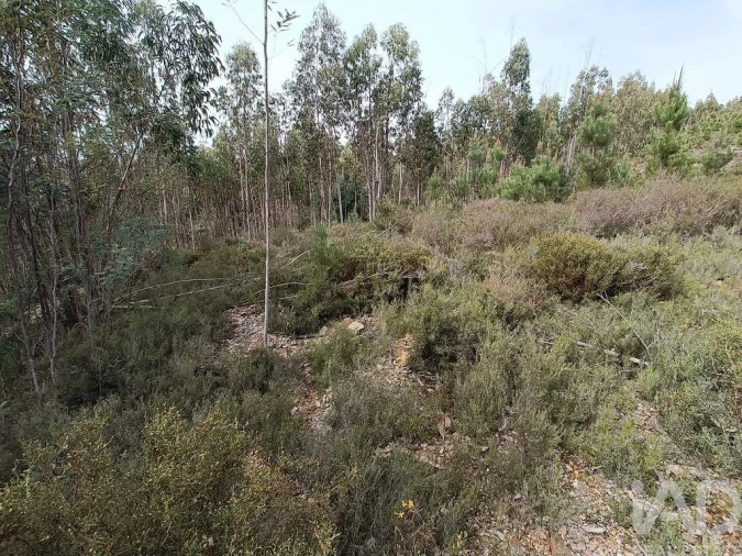 Terreno para Venda em Graça Foto 17