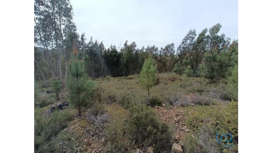 Terreno para Venda em Graça Foto 8