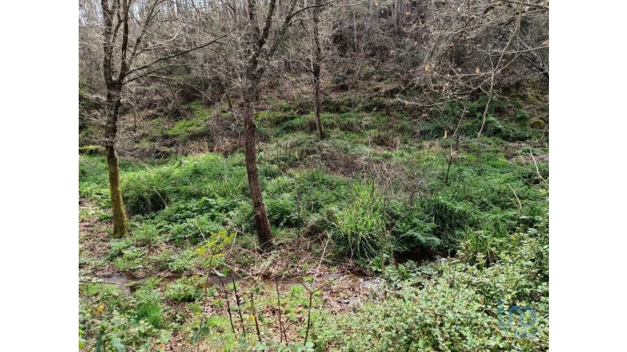 Terreno para Venda em Graça Foto 12