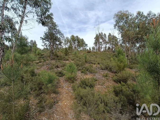 Terreno para Venda em Graça Foto 18