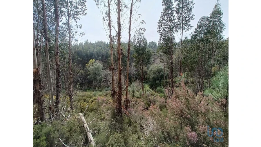 Terreno para Venda em Graça Foto 3