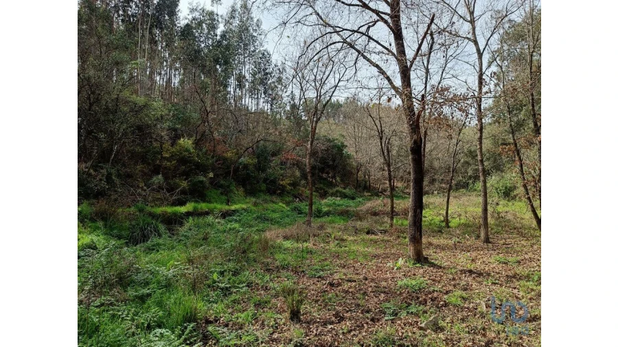 Terreno para Venda em Graça Foto 14